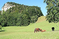 Grossz&uuml;gige Jura-Bergweiden stehen den Pferden zur Verf&uuml;gung